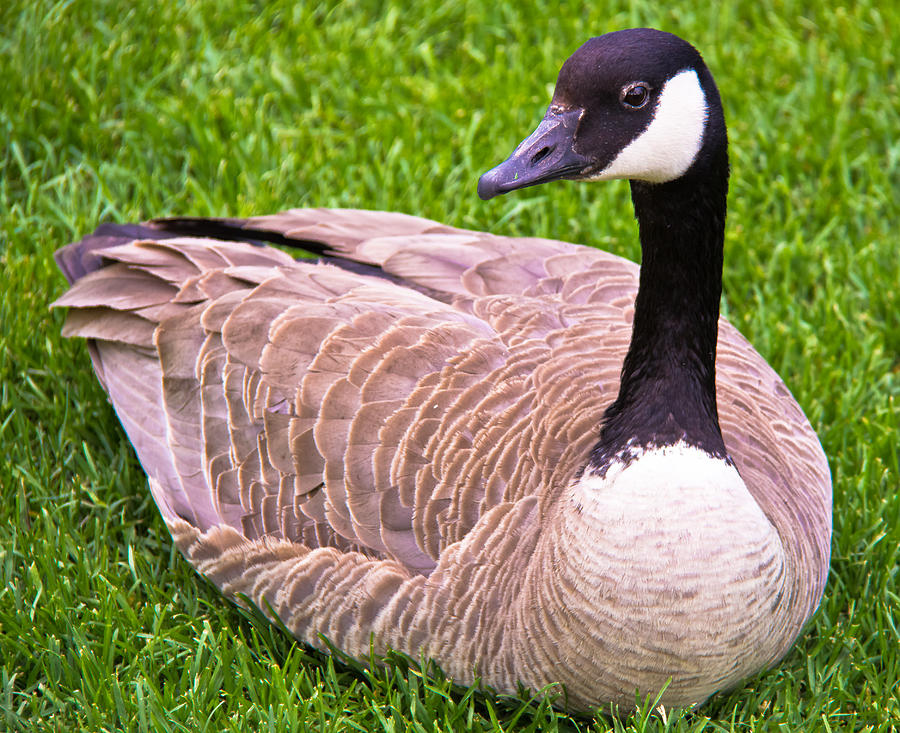 Canadian Goose Photograph by Darren Langlois - Fine Art America