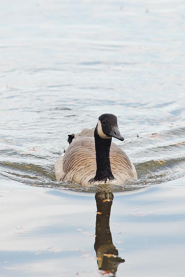 Canadian goose Photograph by David Campione