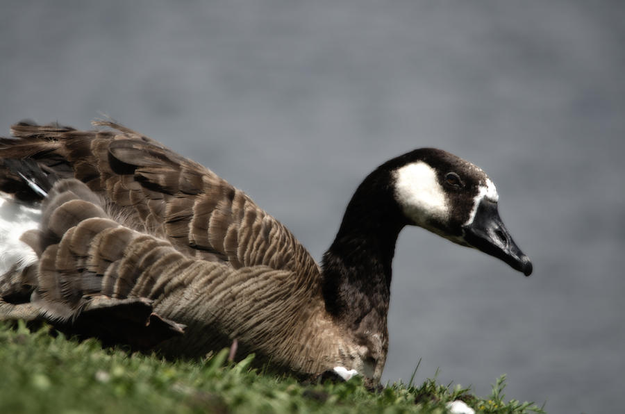 Canadian Goose Photograph by Donna Greene