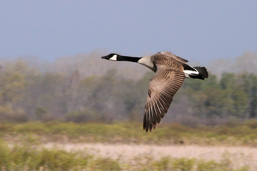 Canadian Goose Flyby Photograph by Mark J Seefeldt