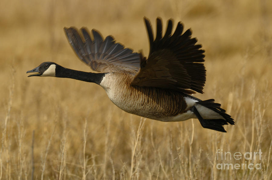 Canadian Goose in Flight Photograph by Dennis Hammer