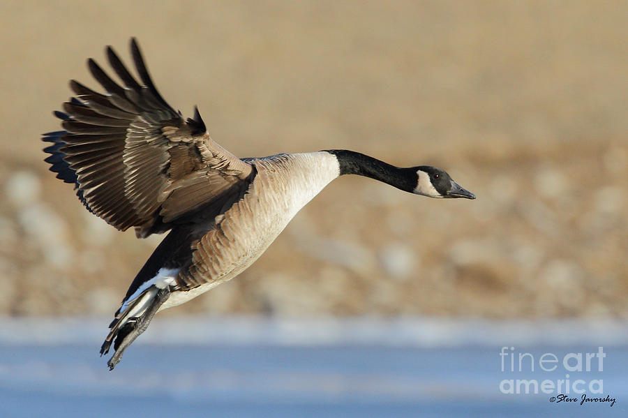 Canadian Goose in Flight Photograph by Steve Javorsky
