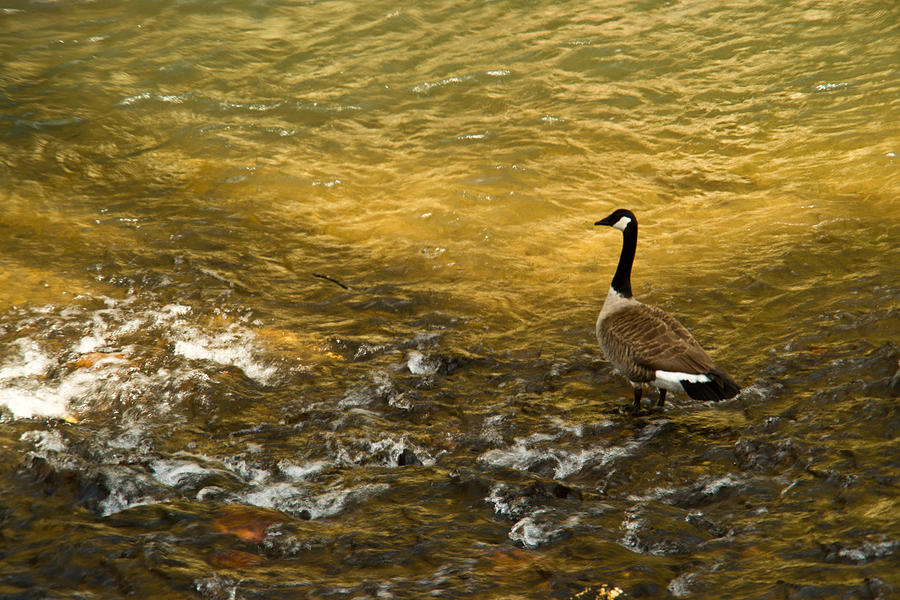 Goose Photograph - Canadian Goose in Golden Sunlight 2 by Douglas Barnett