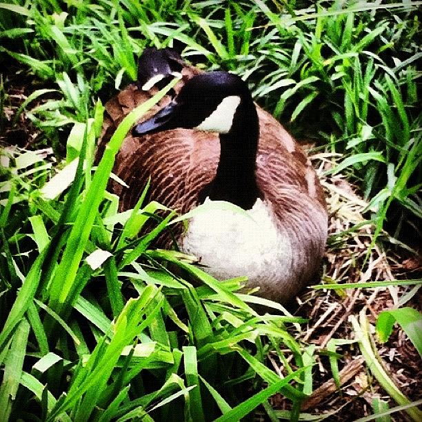 Goose Photograph - Canadian Goose Nesting #longisland by Lisa Thomas