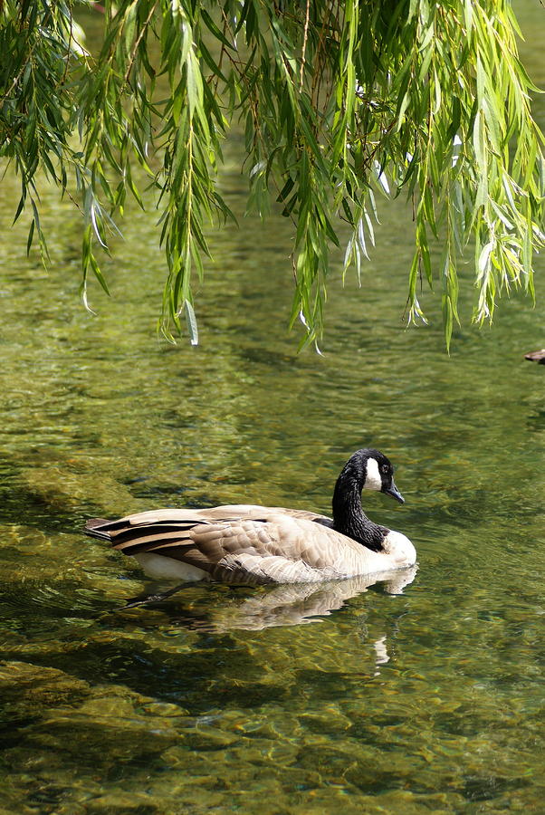 Canadian Goose on River Under Willow Photograph by Ben Upham III