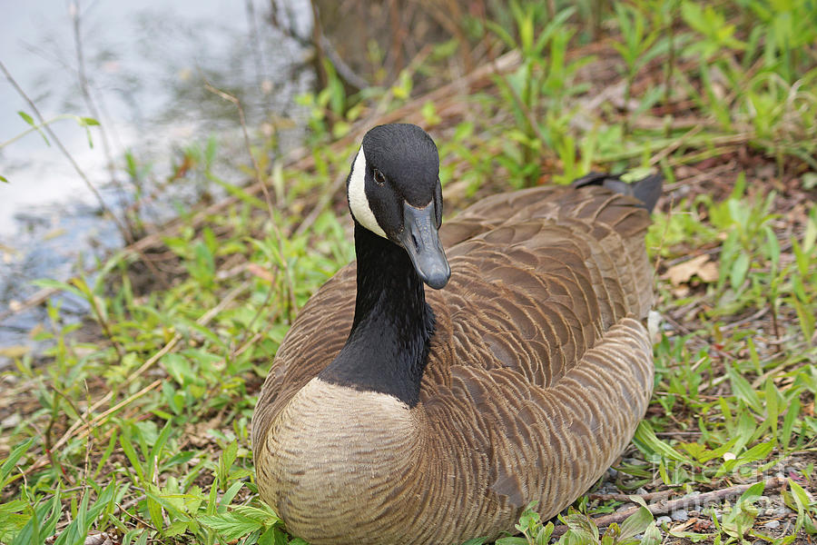 Goose Photograph - Canadian Goose Resting by J Jaiam