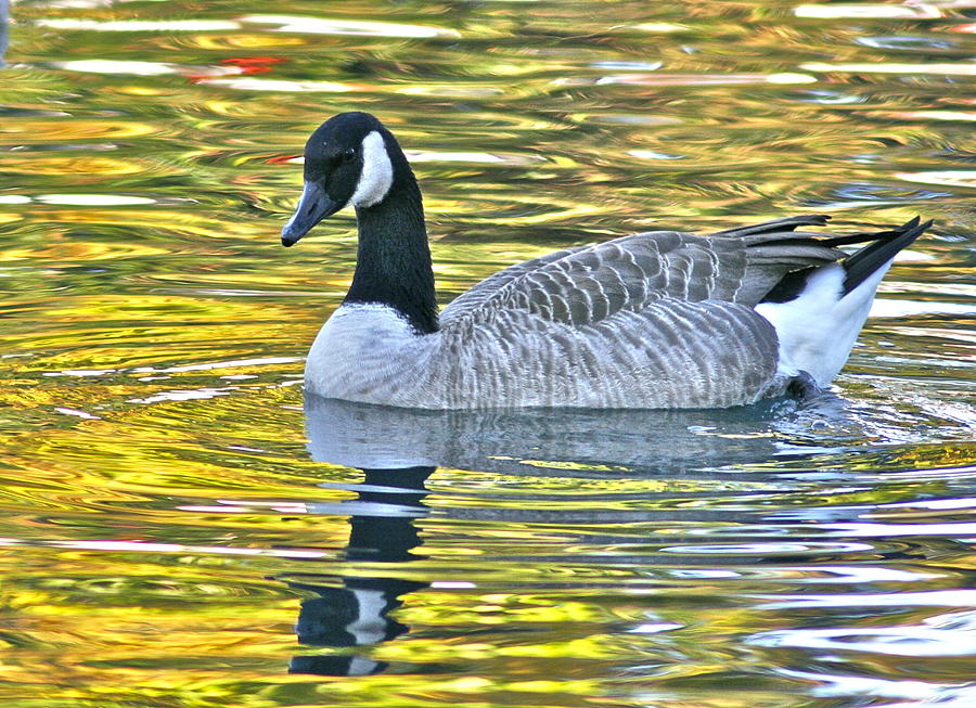 Canadian Goose-The Golden Hour Photograph by Jeanne Thomas | Fine Art ...