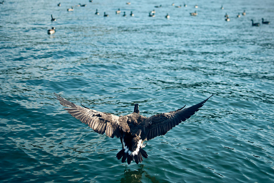 Goose Photograph - Canadian Landing by Jason Heckman Goose Photograph - Canadian Landing by Jason Heckman