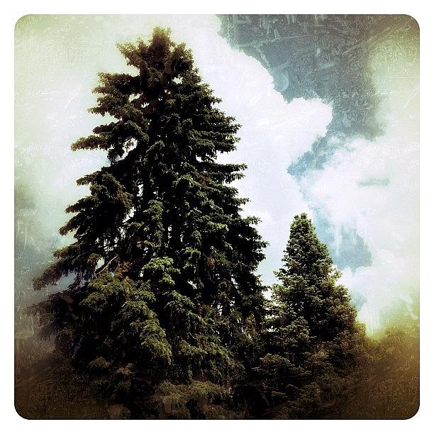 Gmy Photograph - Canadian Pine by Natasha Marco