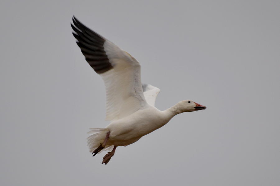 Canadian Snow Goose Photograph by Lisa Jaworski - Fine Art America