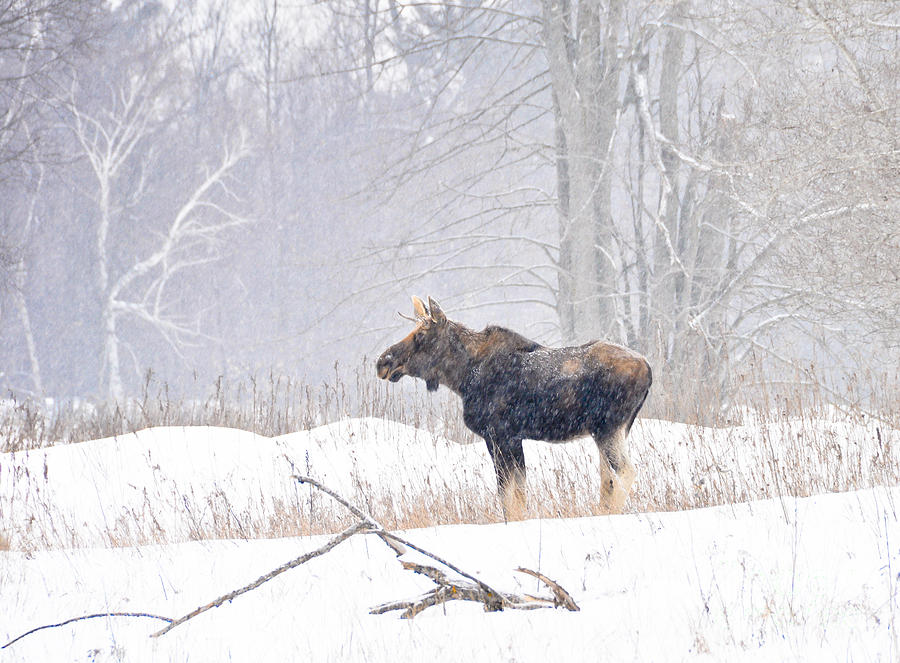 Canadian Winter Photograph by Cheryl Baxter