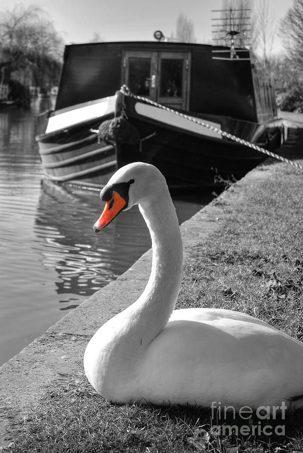 Canal Swan Photograph by Yhun Suarez