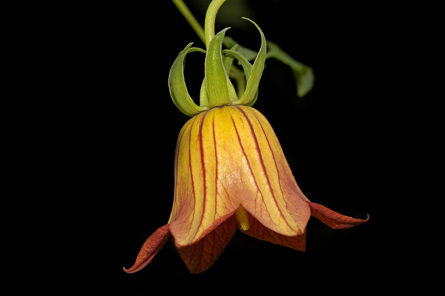 Nature Photograph - Canary Island Bellflower - beautiful orange flower by Matthias Hauser