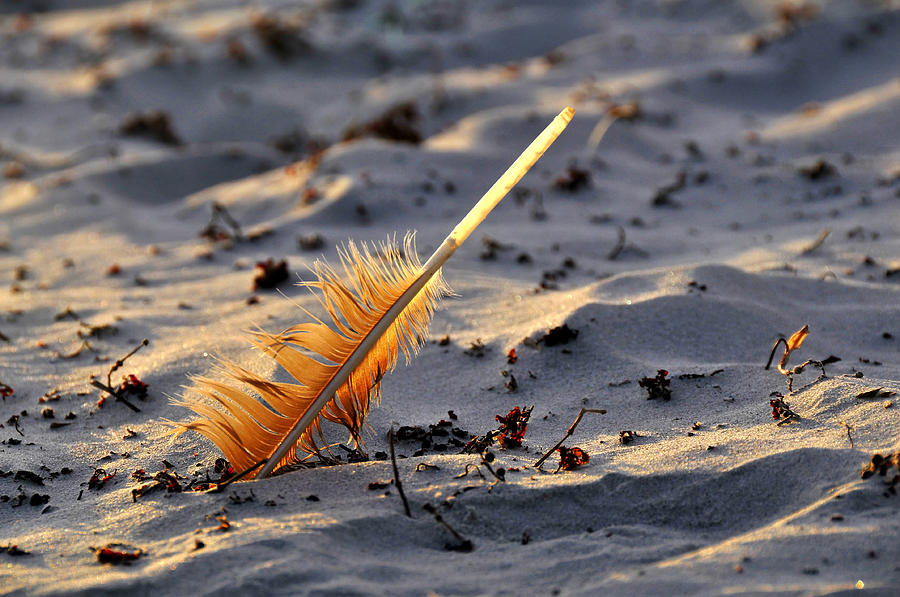 Canaveral National Seashore Photograph by David Lee Thompson - Fine Art ...