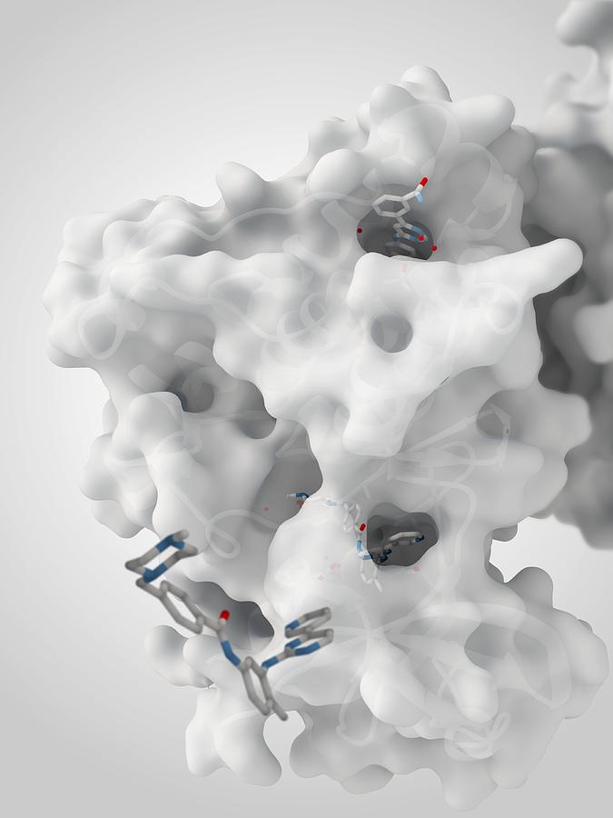 Molecule Photograph - Cancer Protein And Drug Complex by Ramon Andrade 3dciencia