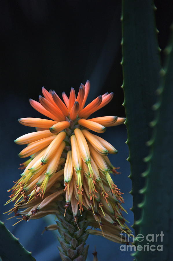 Candelabra Aloe Photograph by Byron Varvarigos