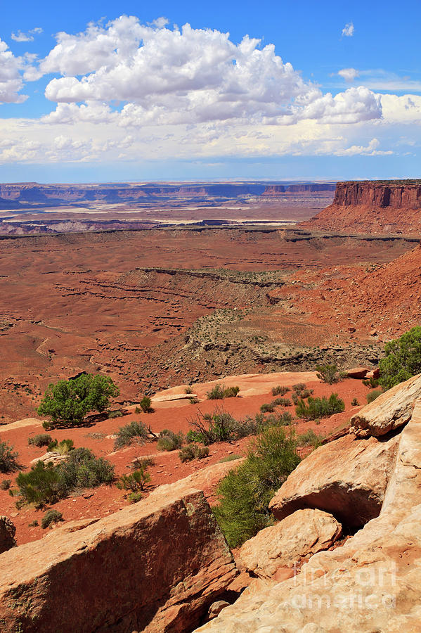 Candlestick Tower Overlook Canyonlands National Park Photograph by Louise Heusinkveld