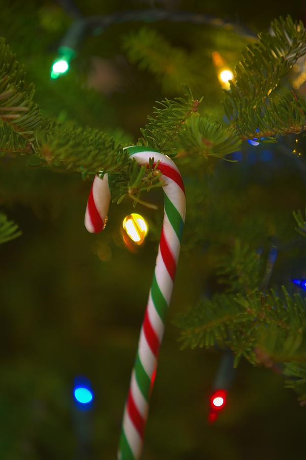 Candy Photograph - Candy Cane On A Tree by Carson Ganci
