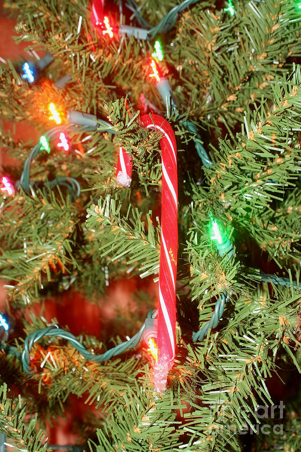 Candy Cane On Christmas Tree Photograph by Susan Stevenson