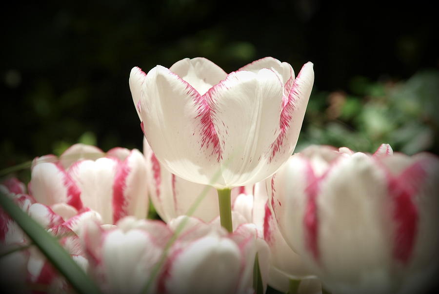 Candy Cane Tulips Photograph by James Granberry