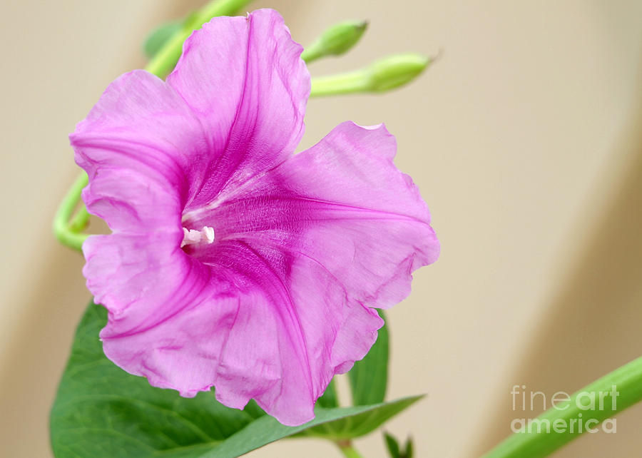 Candy Pink Morning Glory Flower Photograph by Sabrina L Ryan