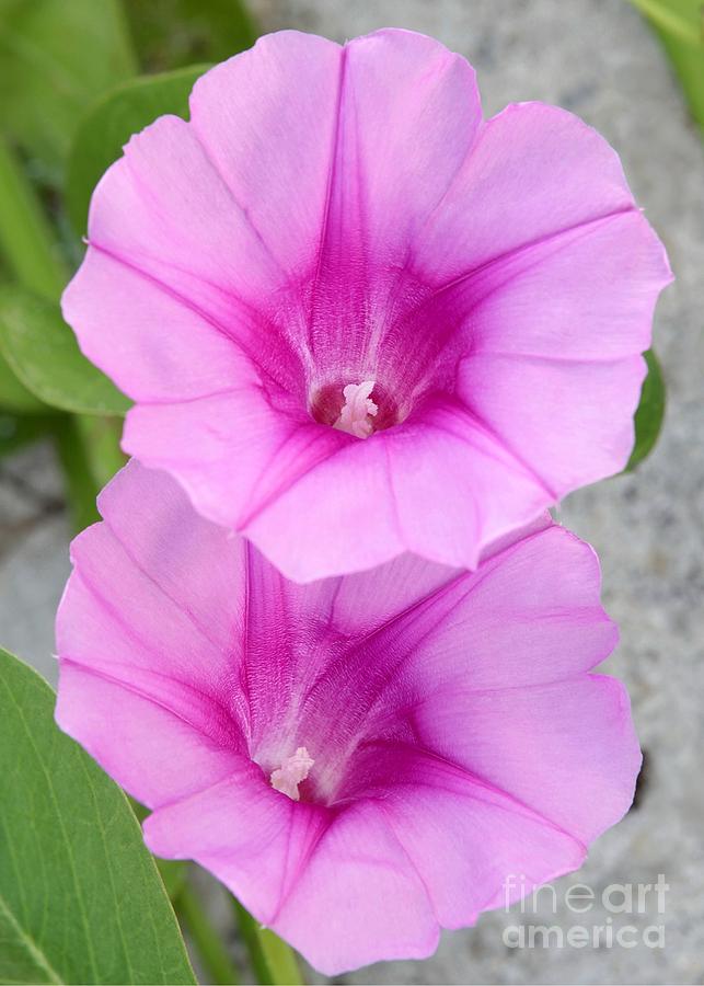 Candy Pink Morning Glory Flowers Photograph by Sabrina L Ryan