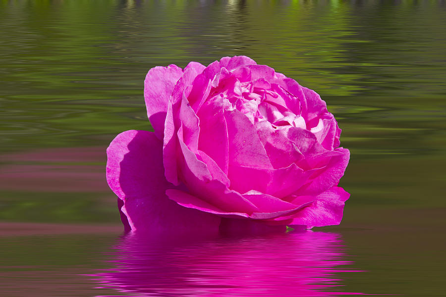 Candy Pink Rose  Photograph by David French