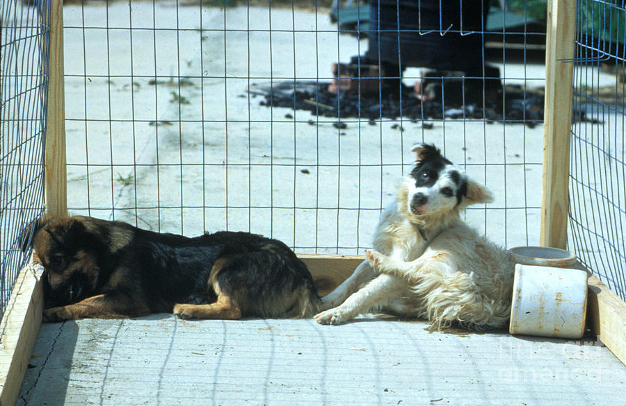 Canines Afflicted With Dumb Rabies, 1994 Photograph by Science Source