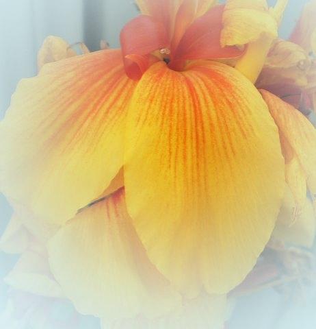 Nature Photograph - Canna in the Mist by Dianne Larsen