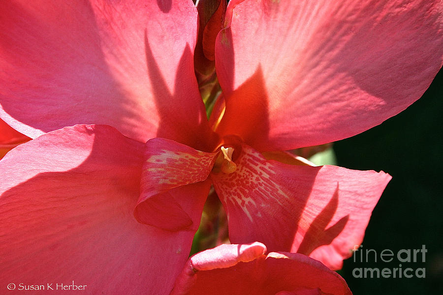 Summer Photograph - Canna Lily Close Up by Susan Herber
