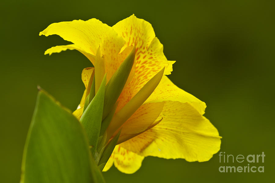 Nature Photograph - Canna Lily by Heiko Koehrer-Wagner