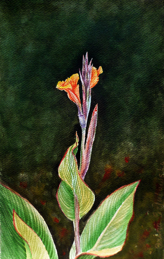 Canna Lily Painting