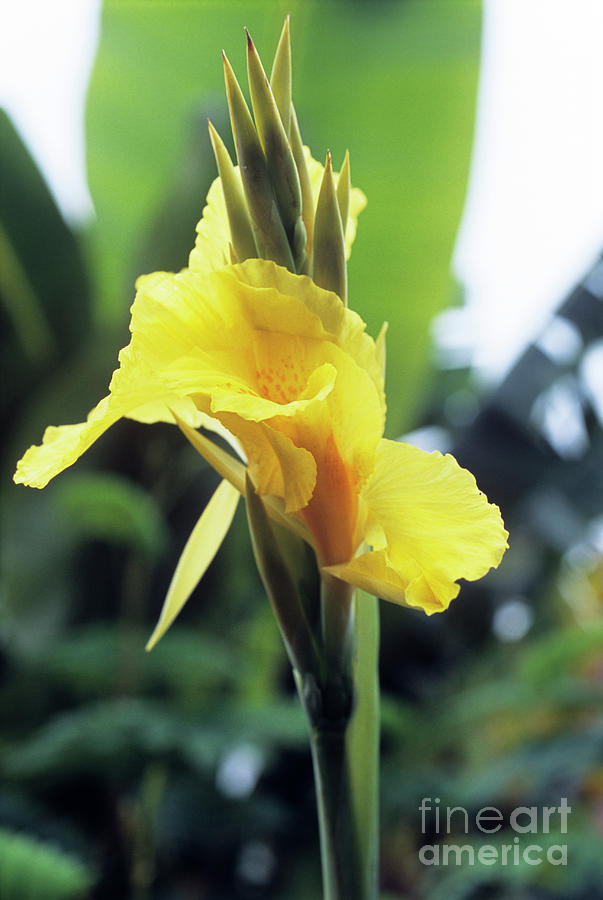 Lily Photograph - Canna Lily richard Wallace by Adrian Thomas