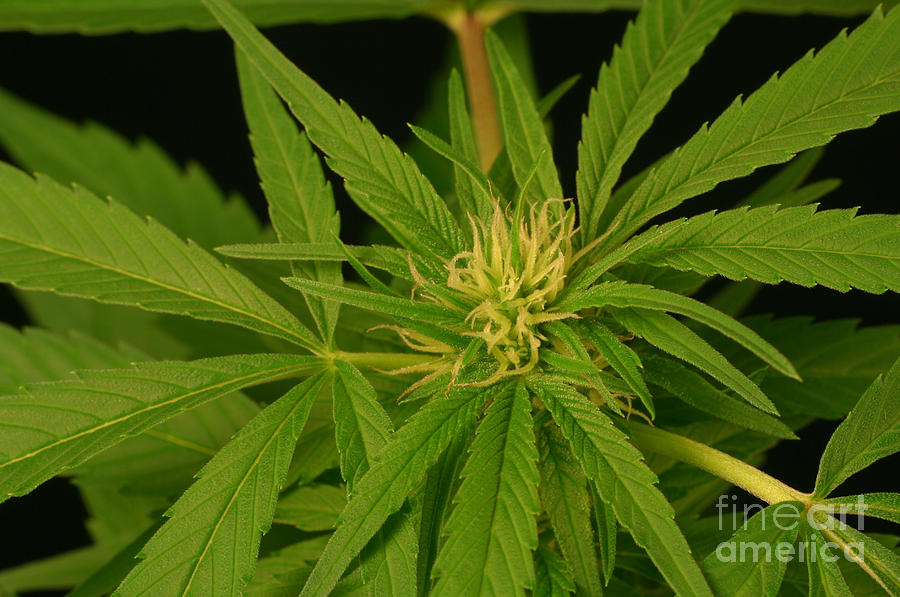 Cannabis Bud Photograph by Ted Kinsman