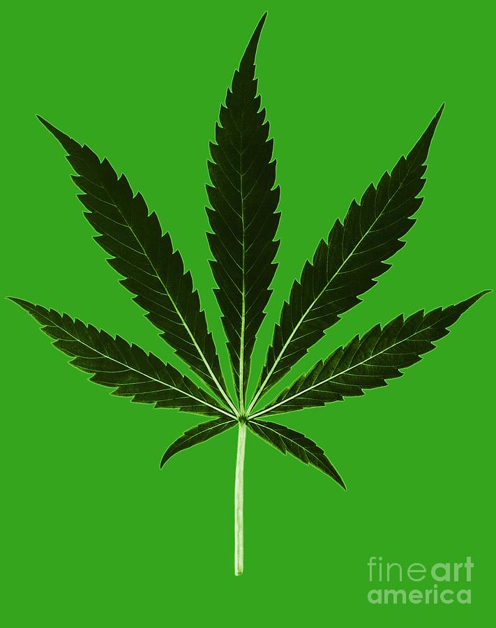 Cannabis Sativa, Marijuana Leaf Photograph by Science Source