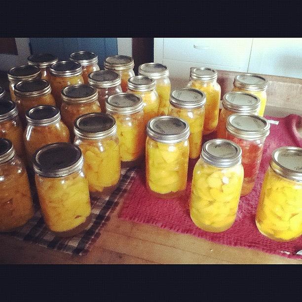 Canned And Bagged 50 Quarts Of Peaches Photograph by Alissa Carlson