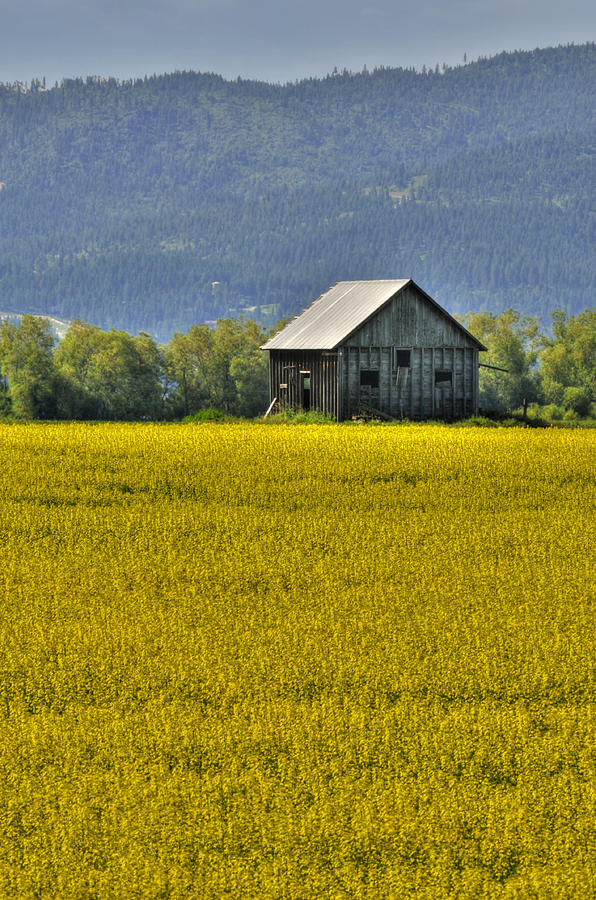 Canola Field Photograph by Don Wolf