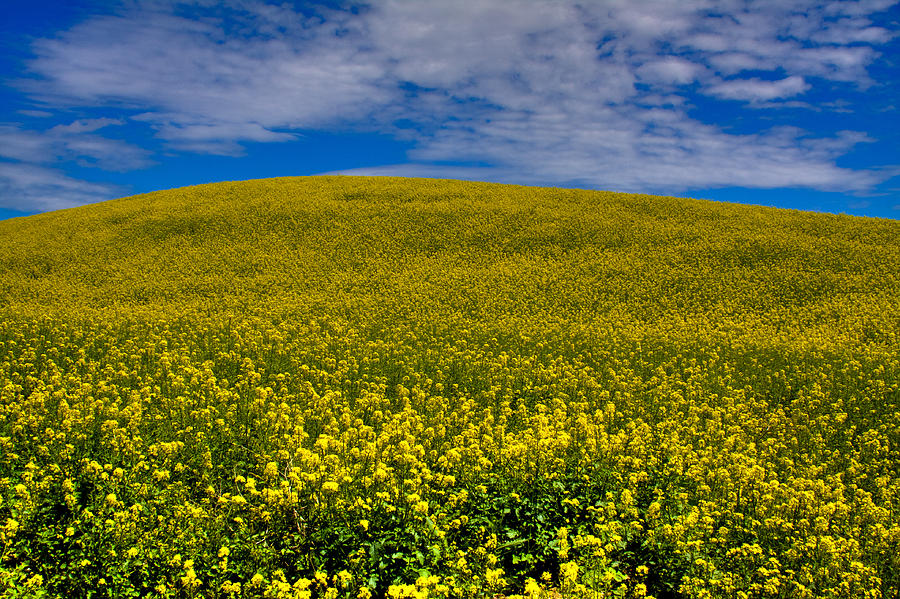Canola Field in the Palouse Photograph by David Patterson