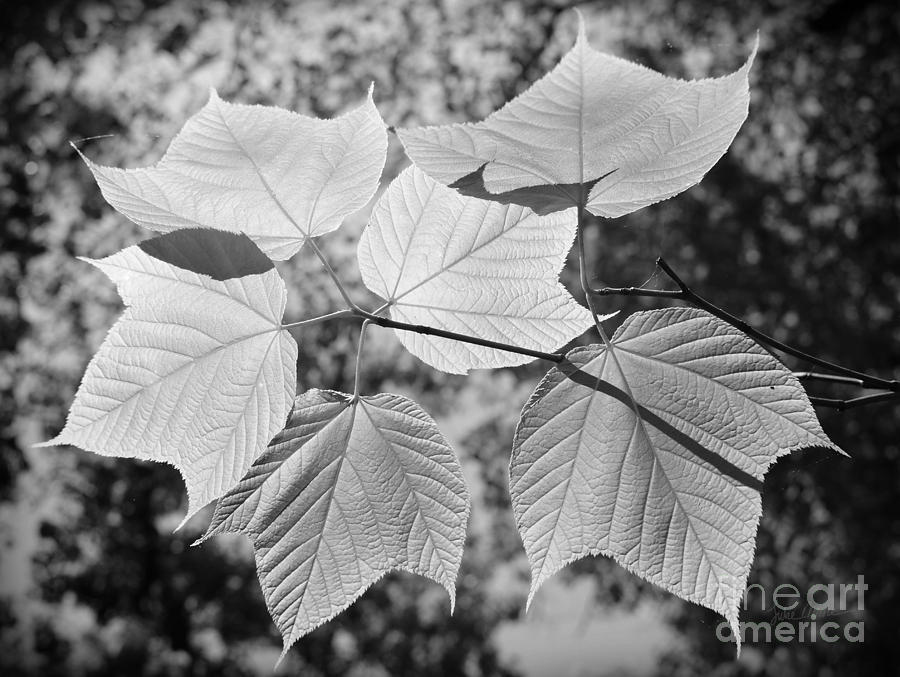 Canopy of Leaves Photograph by Luke Moore