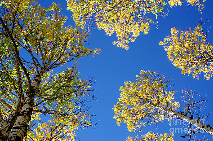 Canopy Photograph by Vicki Pelham