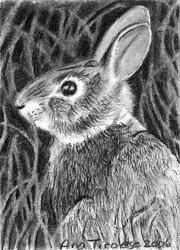 Rabbit Drawing - Cant See Me - ACEO by Ana Tirolese