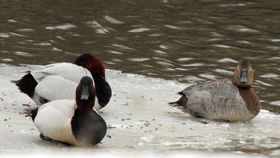 Canvasback Duck - 0001 Photograph by S and S Photo