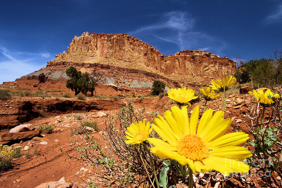 Canyon Flowers Photograph by Adam Jewell