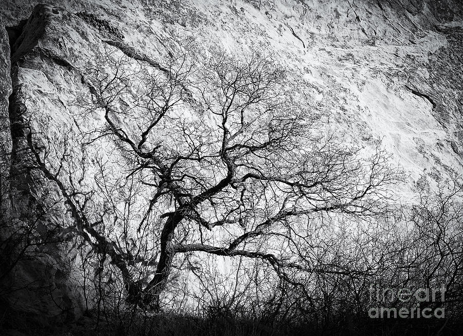 Canyon Tree Photograph by David Waldrop