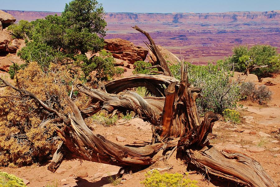 Canyonlands 2 Photograph by Dany Lison