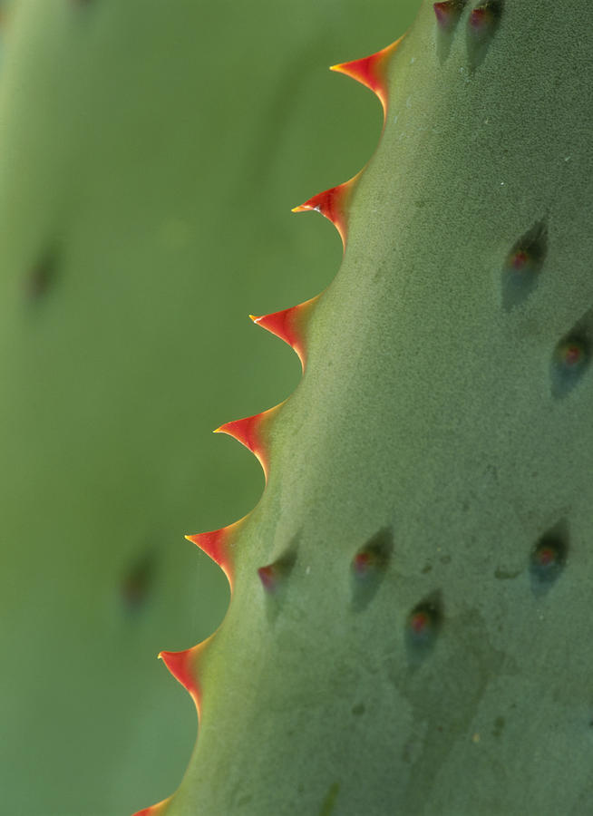 Cape Aloe Spines Photograph by Tim Fitzharris