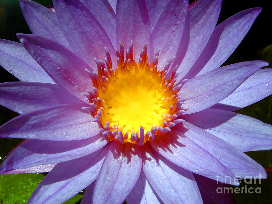 Cape Blue Water Lily Photograph by Serena Bowles