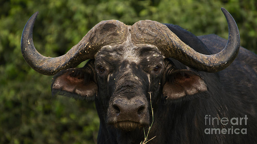 Cape buffalo Photograph by Mareko Marciniak