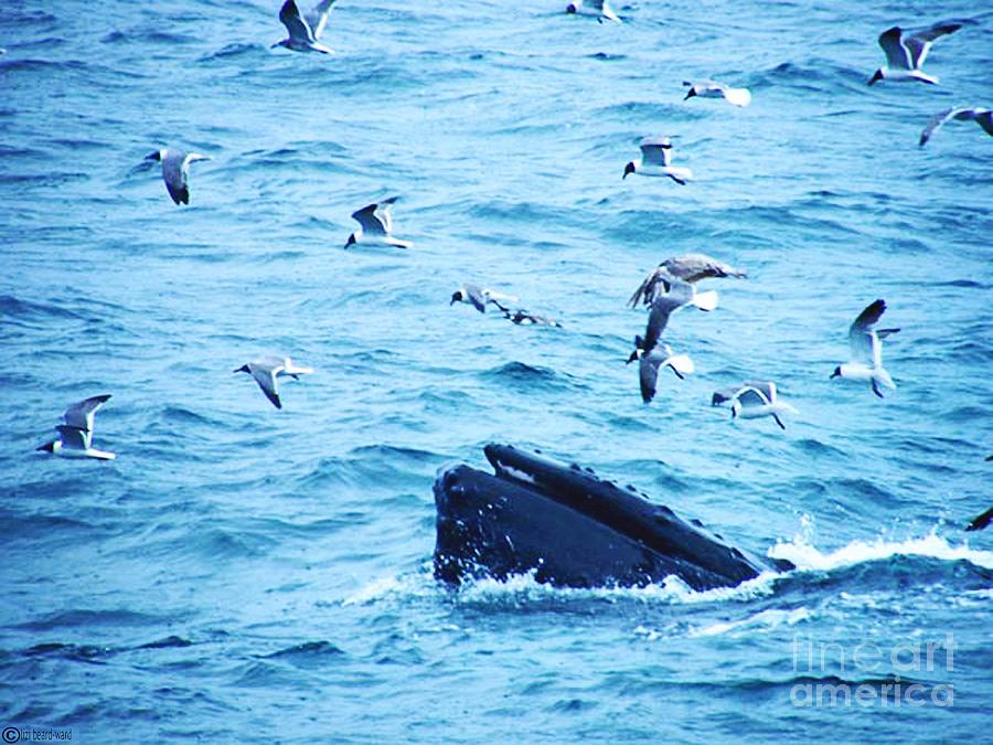 Cape Cod Whale Photograph by Lizi Beard-Ward