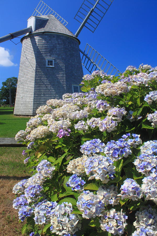 Cape Cod Windmill and Hydrangeas Photograph by John Burk